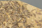 Fossil Fish (Gosiutichthys) Mortality Plate - Wyoming #227753-2